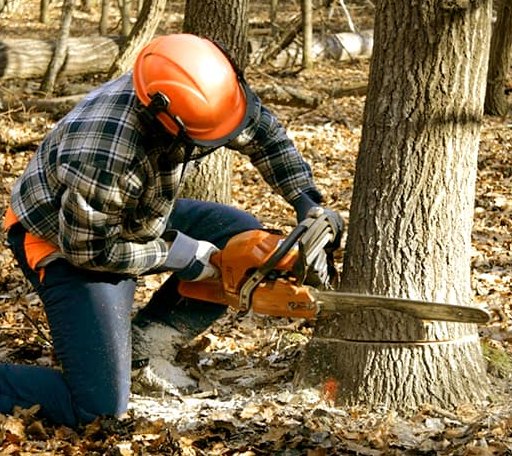 Tree Removal in Marlow, OK